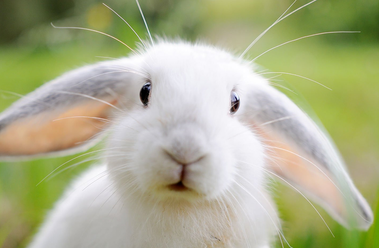 Контактный зоопарк